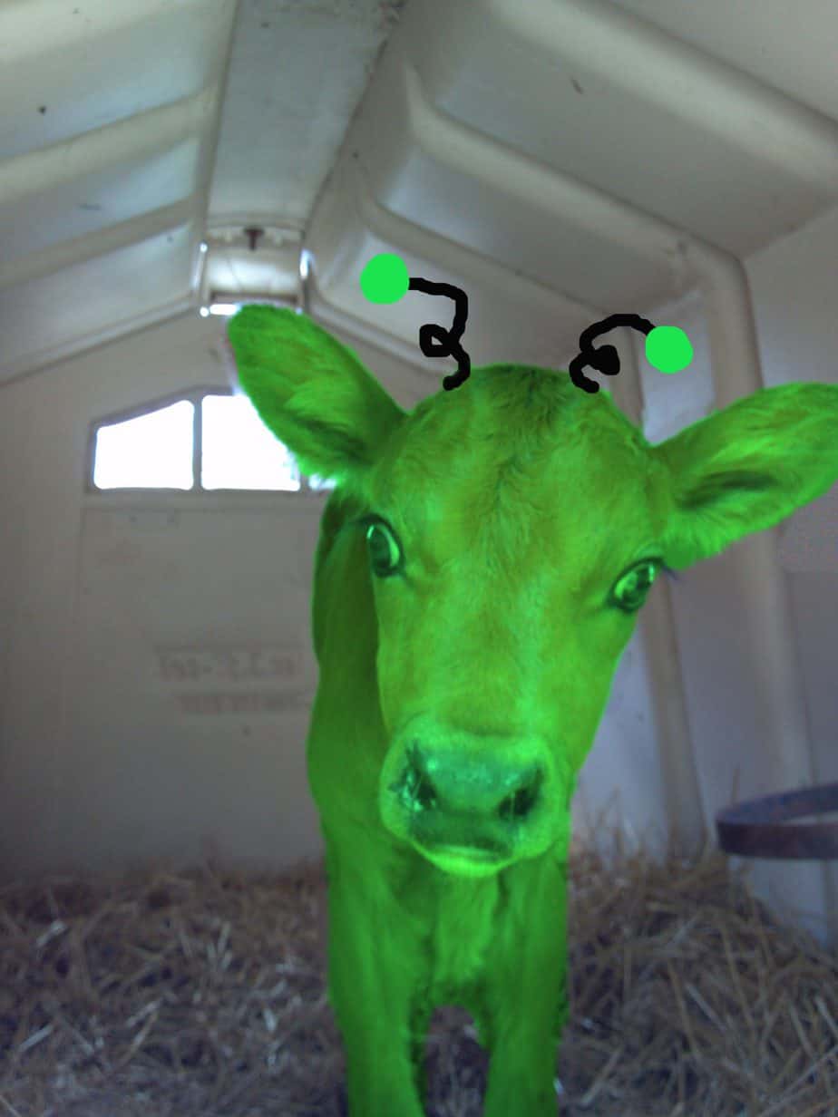 Norma Gets Artificially Inseminated Dairy Carrie