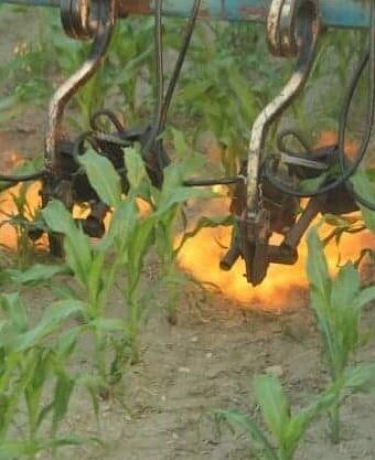 Flame weeding • How organic farmers get rid of weeds.